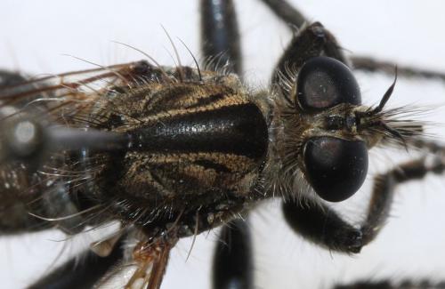 Machimus rusticus