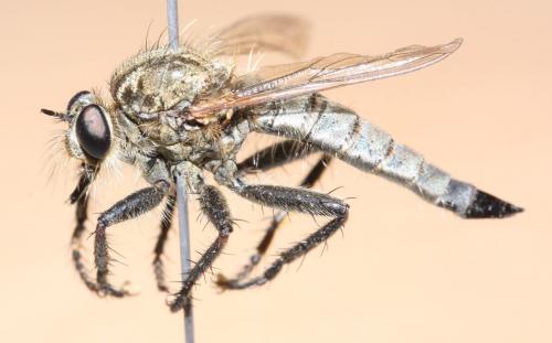 Réf. 66 220 : Machimus rusticus