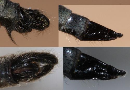 Machimus rusticus