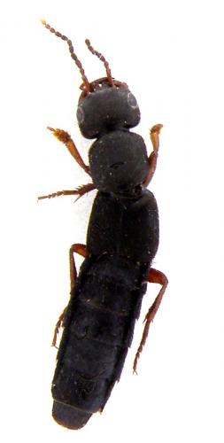 Tasgius morsitans