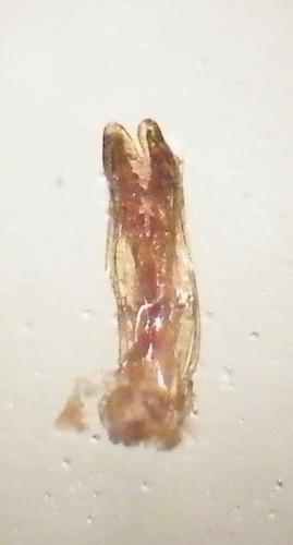 Réf. 66 523 : Catops picipes
