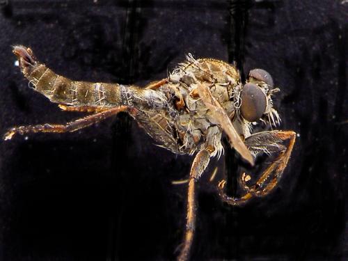 Réf. 66 441 : Tolmerus pyragra