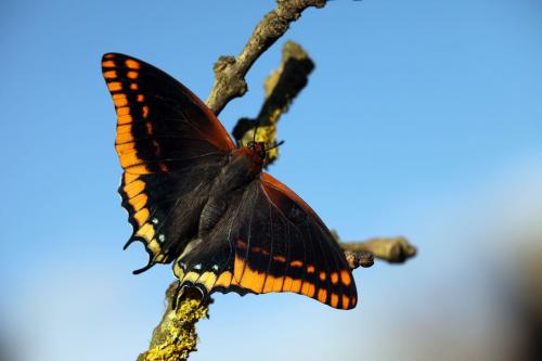Charaxes jasius