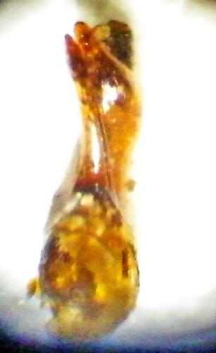 Tasgius morsitans
