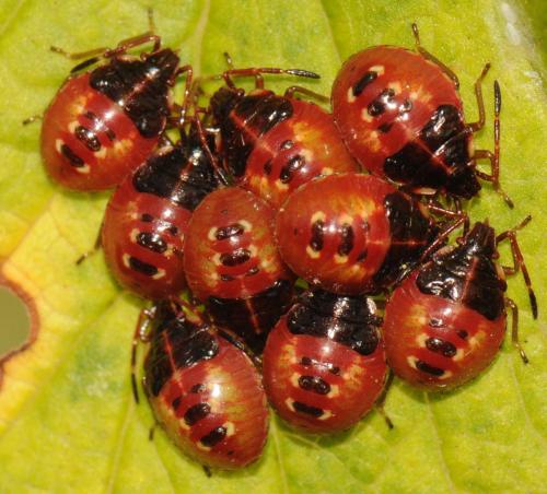 Elasmucha ferrugata