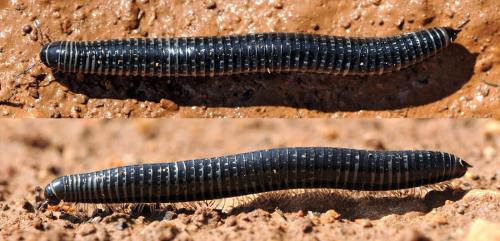 Réf. 66 512 : Ommatoiulus sabulosus