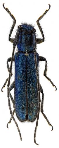 Réf. 66 528 : Agapanthia intermedia