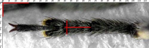 Agapanthia intermedia