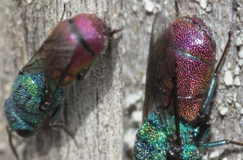 Chrysis sp.
