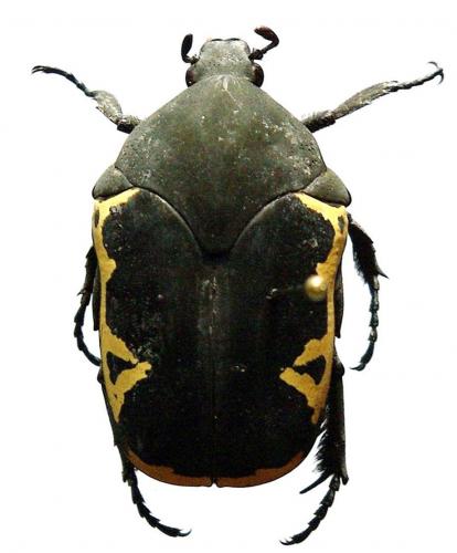 Gymnetis pudibunda