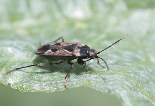Rhyparochromus vulgaris