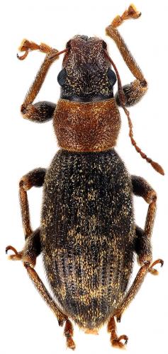 Brachyderes pubescens