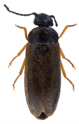 Scraptia dubia