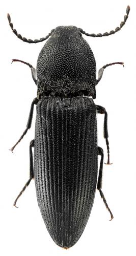 Melanotus punctolineatus