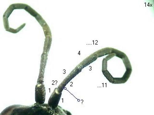 Réf. 66 002 : Anoplius sp.