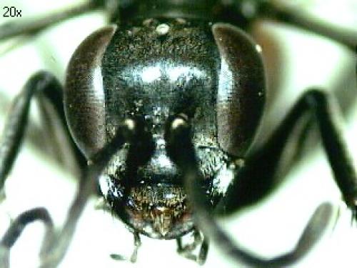 Réf. 66 004 : Anoplius sp.
