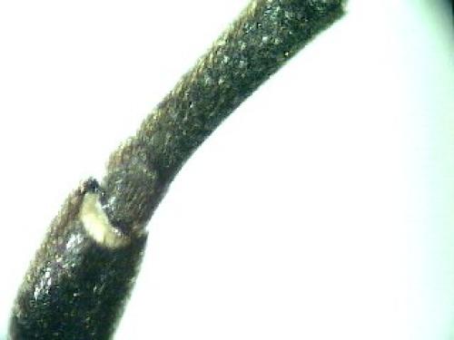 Anoplius sp.