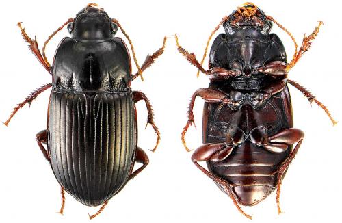 Amara consularis