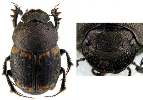Réf. 66 032 : Onthophagus sp.