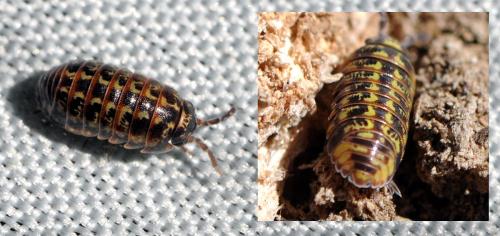 Armadillidium pulchellum