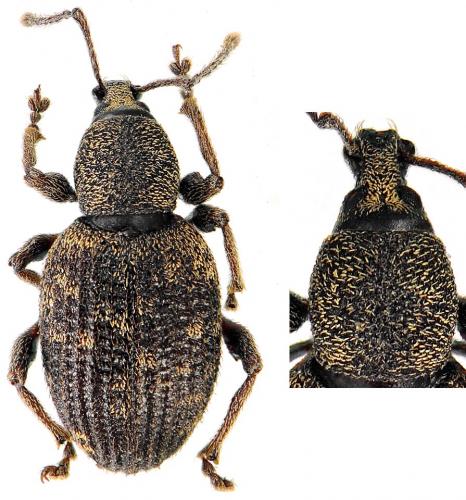 Otiorhynchus sp.