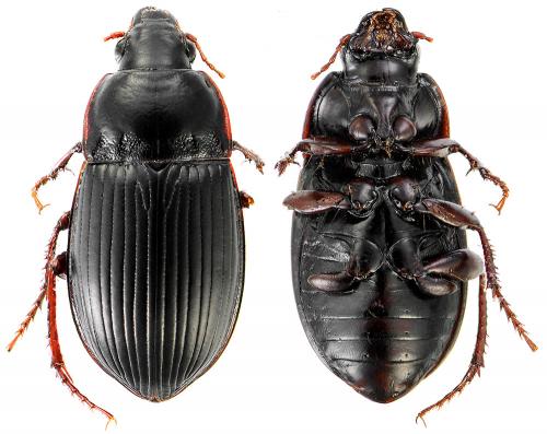 Réf. 66 100 : Amara equestris