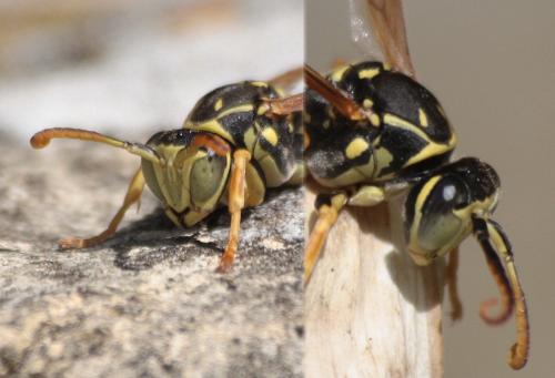 Réf. 66 177 : Polistes nimpha