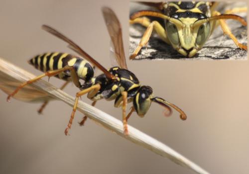 Réf. 66 162 : Polistes nimpha
