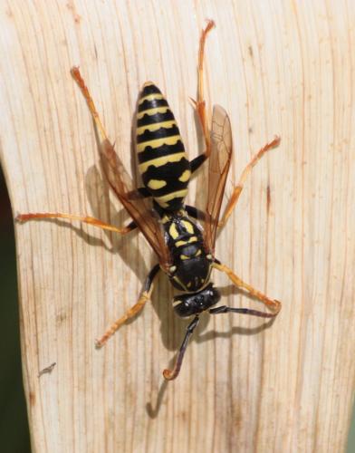 Réf. 66 163 : Polistes nimpha