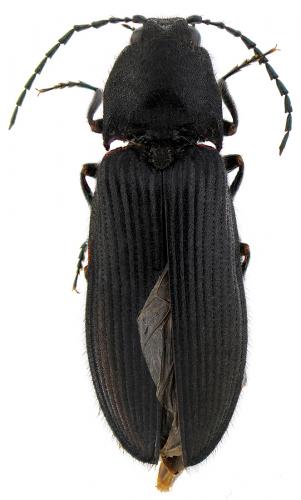 Megathous nigerrimus