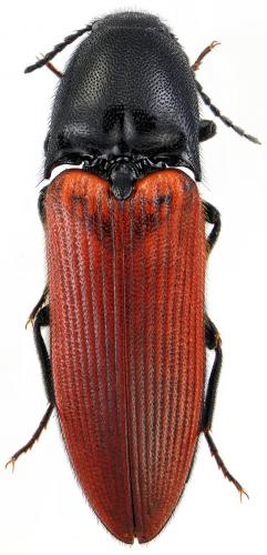 Réf. 66 187 : Ampedus sanguineus