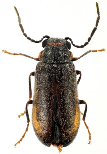 Réf. 66 046 : Ernobius sp.