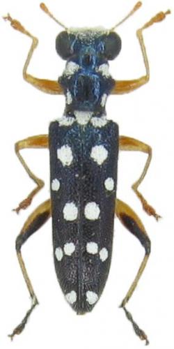 Callimerus dulcis