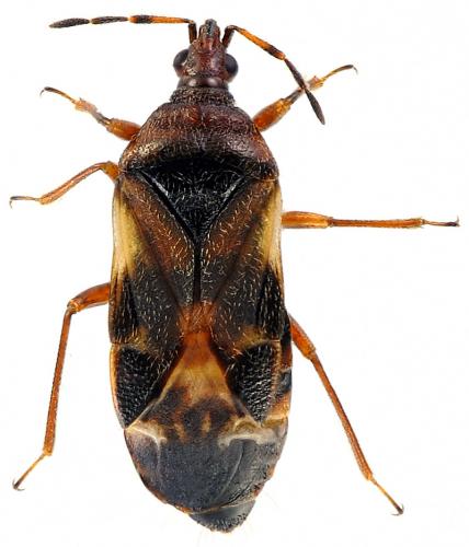 Anthocoris sp.