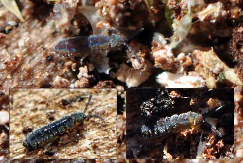 Réf. 66 602 : Vertagopus arboreus