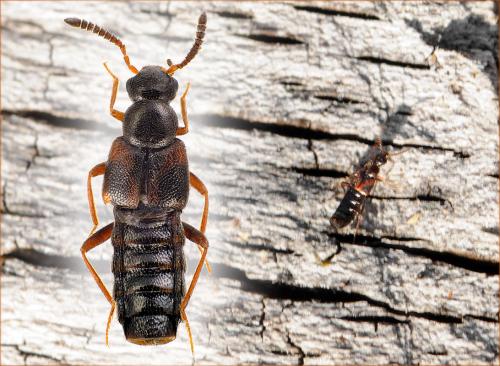 Réf. 66 540 : Bolitochara obliqua