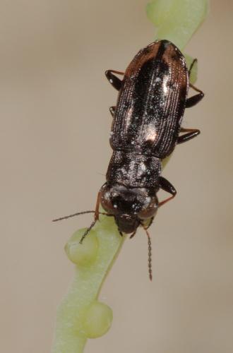 Réf. 66 542 : Notiophilus quadripunctatus