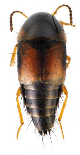 Tachyporus hypnorum