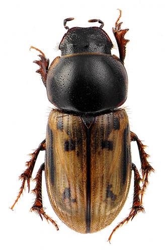 Chilothorax distinctus