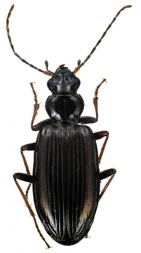 Réf. 66 799 : Bembidion fasciolatum
