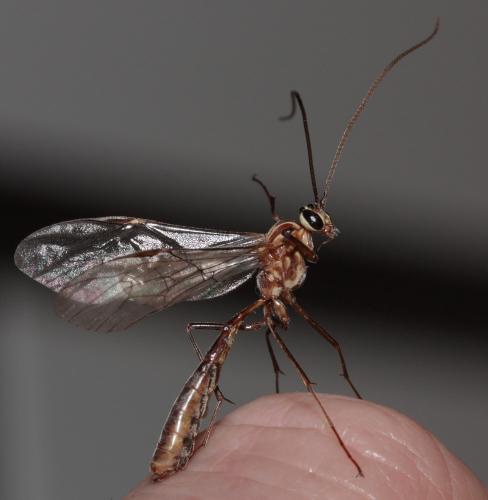 Ophion sp.