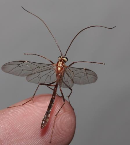 Ophion sp.