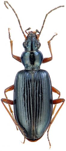 Bembidion fulvipes