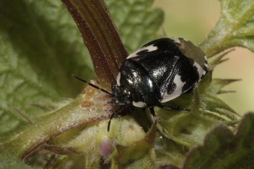 Réf. 66 972 : Tritomegas bicolor