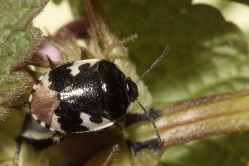 Réf. 66 973 : Tritomegas bicolor