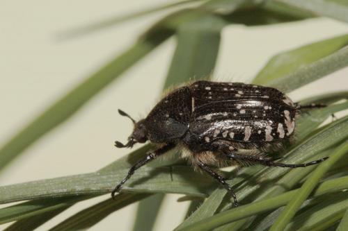 Oxythyrea funesta