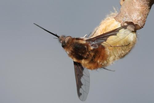 Réf. 66 969 : Bombylius major