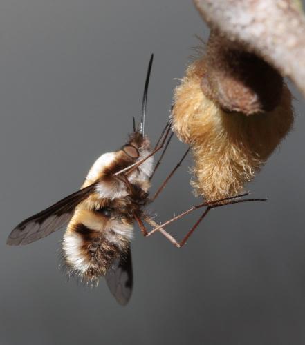 Bombylius major