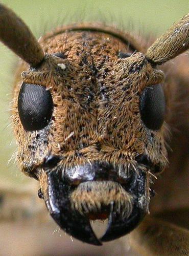 Réf. 66 928 : Saperda carcharias