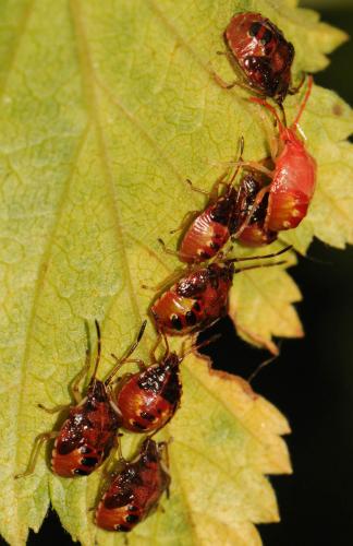 Elasmucha ferrugata